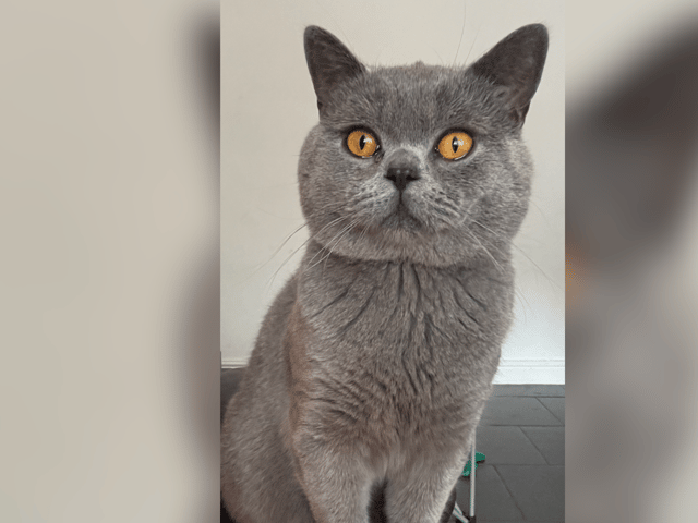 Rspca sales british shorthair